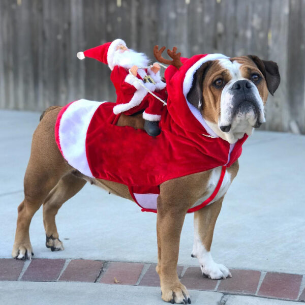 1411650639888.jpg Dog Christmas Clothes Santa Claus Riding Deer