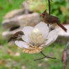 1620611011622.jpg Garden Petal Shape Bird Feeder