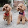 363789022277.jpg Pet accessories pet bow