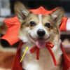 e5152ca7-fd35-40c7-ad2b-2cf2d76e723a.jpg Halloween Pet Costumepet Halloween Cape Vampire King